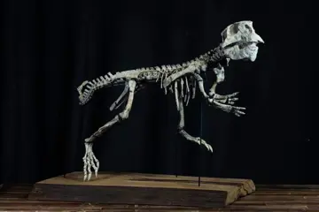 Gearticuleerd skelet - Psittacosaurus - 42×59×80 cm