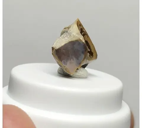 Zeldzame Brachylophosaurus-tanden (hadrosaurid) - Gebit