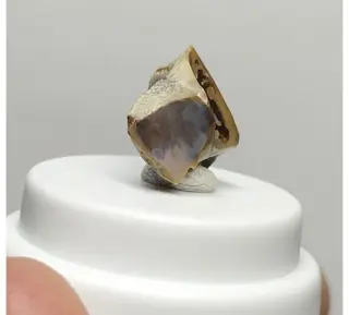 Zeldzame Brachylophosaurus-tanden (hadrosaurid) - Gebit