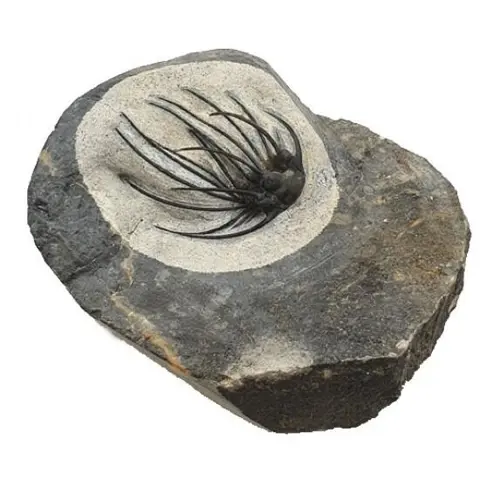 Doornige trilobiet - Schild - Heliopeltis johnsoni - 10×9×4