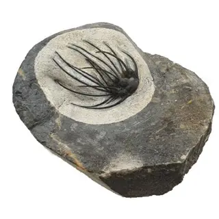 Doornige trilobiet - Schild - Heliopeltis johnsoni - 10×9×4