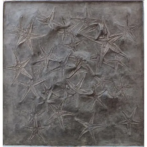 Zeester - Stekelhuidige museumstuk - astropecten martis et