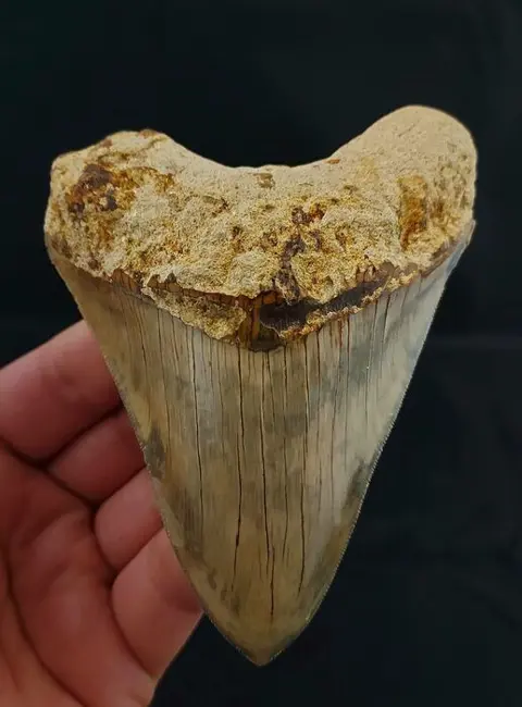 Megalodon - Tand - 115x91x26 mm / 4.57 inch Indonesian