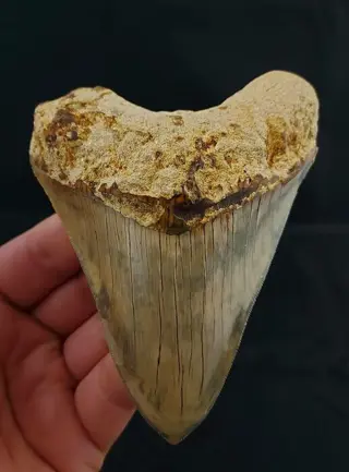 Megalodon - Tand - 115x91x26 mm / 4.57 inch Indonesian