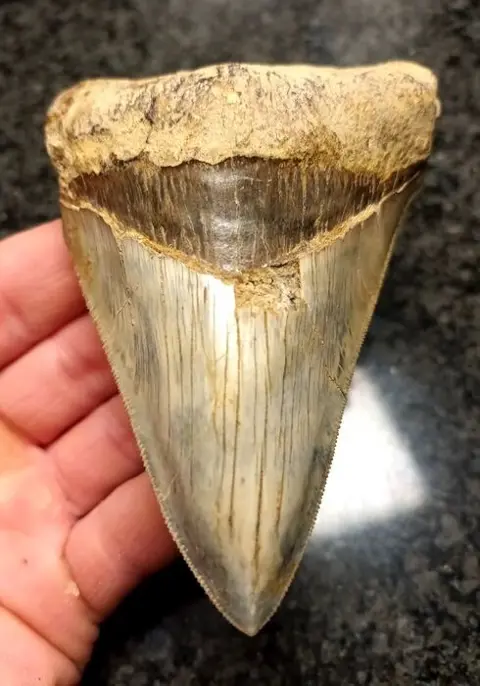 Megalodon - Tand - *Ivory* - 114×79×28 mm