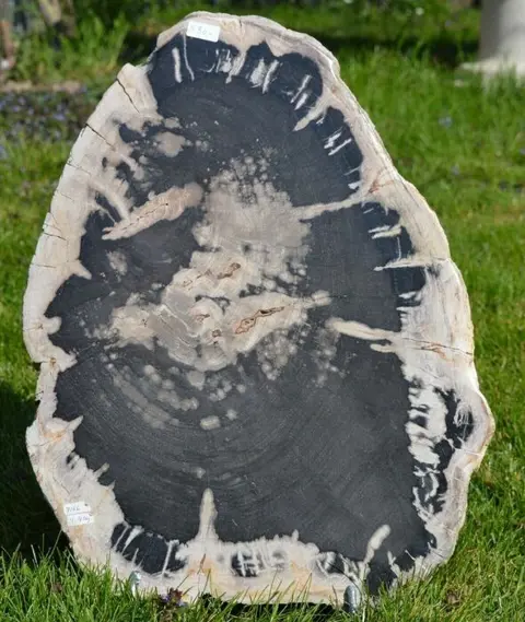 Fossiel hout - Schijf - Ceratarges aries - 450×340×55 mm