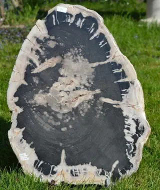 Fossiel hout - Schijf - Ceratarges aries - 450×340×55 mm