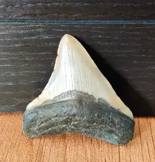 Megalodon - Tand - 75×67×15 mm