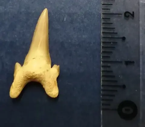 Haai - Tand - Dwardius woodwardii