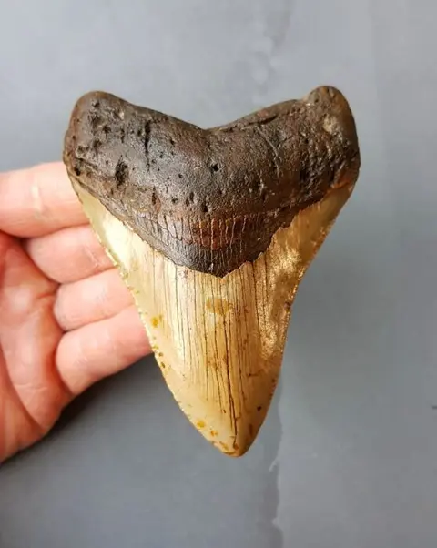 *USA* Megalodon - Tand - 115×86×23 mm