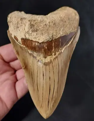 Megalodon - Tand - MASSIVE tooth ! thick and heavy -
