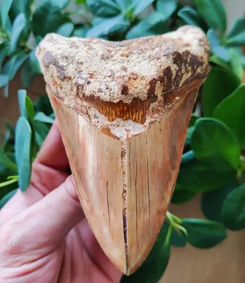 Megalodon - Tand - 122×81×28 mm