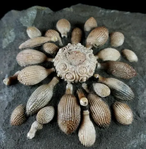 Hoge kwaliteit fossiele zee-egel!!! - schild met radio's -