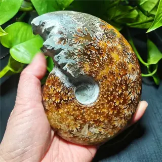 Hoge kwaliteit fossiele ammoniet Aioloceras - 120×92×33 mm