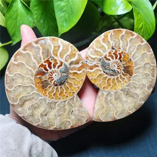 Een paar fossiele schelpen gespleten ammoniet - 102×80×12 mm