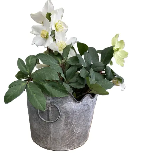 METALEN PLANTENBAKKEN GESCHUBT Met RINGOREN NIEUW