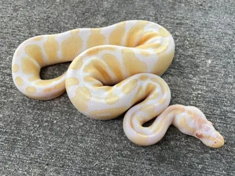 Koningspythons te koop