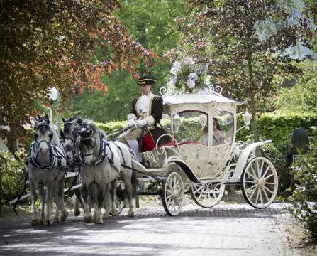 CINDERELLA KOETS TE HUUR