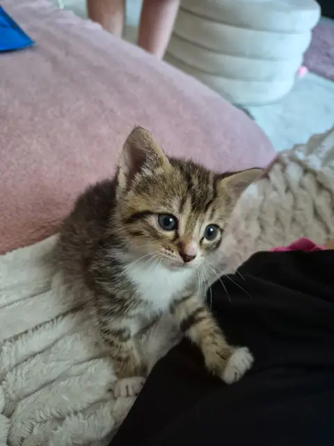 Kittens 5 stuks