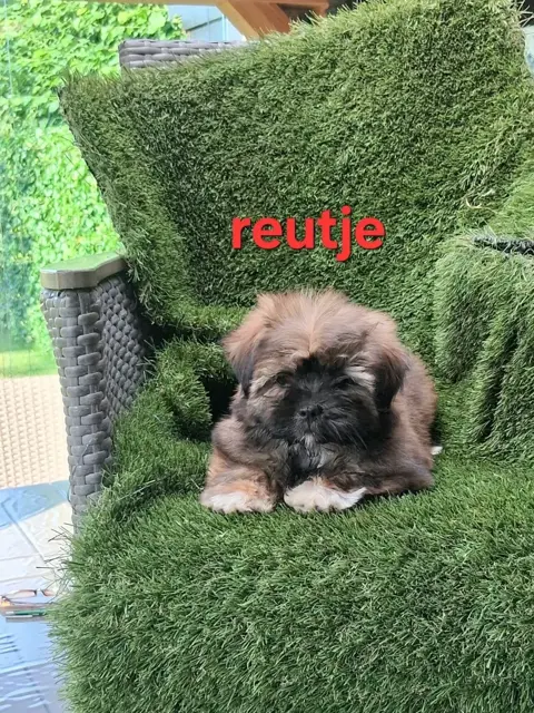 te koop mooie kleinblijvende speelse boomer pups