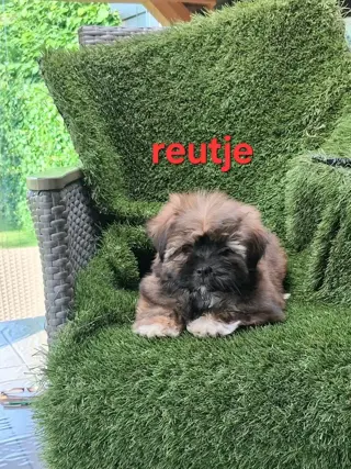 te koop mooie kleinblijvende speelse boomer pups