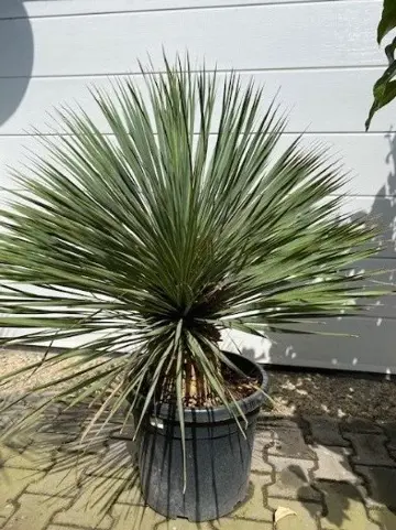 TE KOOP mooie yucca rostrata 100cm planthoogte