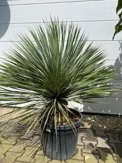 TE KOOP mooie yucca rostrata 100cm planthoogte