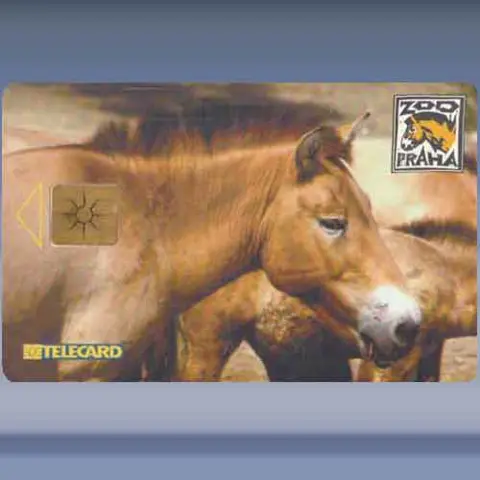 Przewalski's paard (1999)