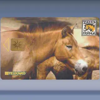Przewalski's paard (1999)
