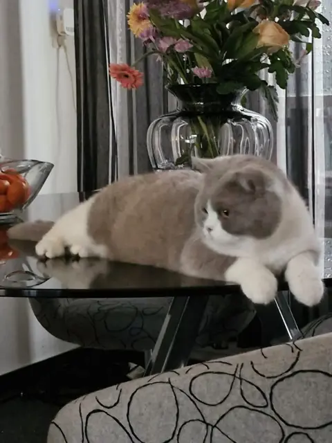 2 halve britse korthaar kittens te koop