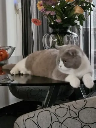 2 halve britse korthaar kittens te koop