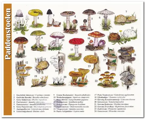 Ansichtkaart: Paddenstoelen