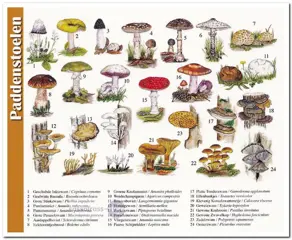 Ansichtkaart: Paddenstoelen