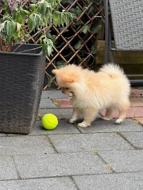 Pomeriaan pups