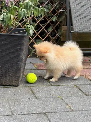 Pomeriaan pups