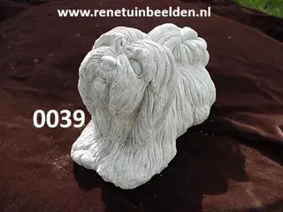 Shih Tzu Hond. nr 0039