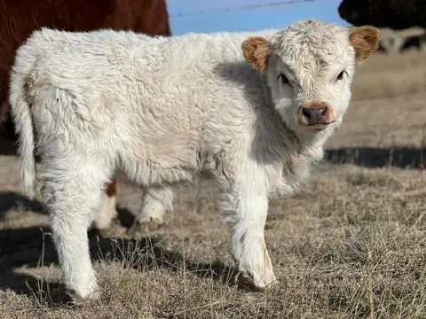 Mini Highland-koeien te koop. Miniatuurvee te koop.