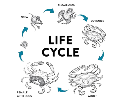 Vertical crab farming cost