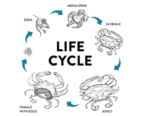 Vertical crab farming cost