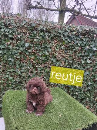 Te koop.mooie kleinblijvende speelse boomer pups