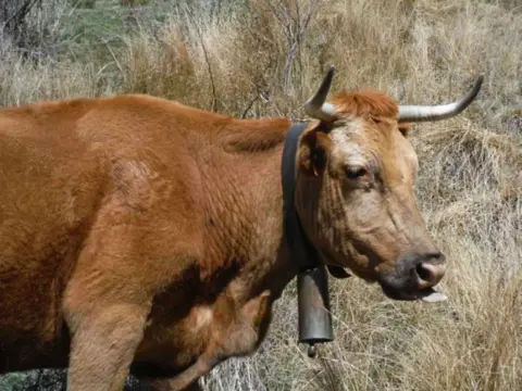 Spanje, vakantie huisdier, hond, dogs