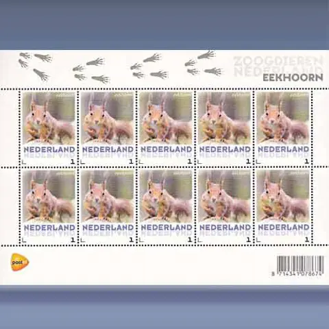 Eekhoorn (2013)