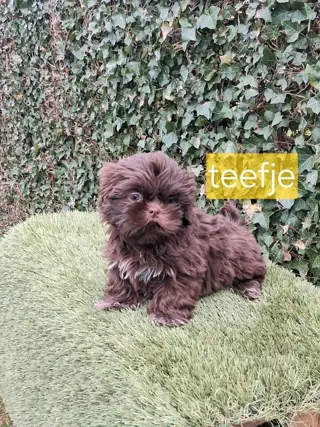 Te koop.mooie speelse kleinblijvende boomer pups