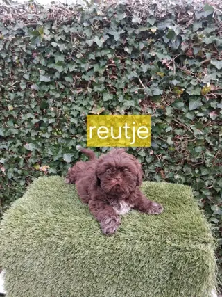 te koop mooie kleinblijvende speelse boomer pups