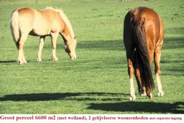Groot perceel (6655 m2), vrijstaande woonhuis