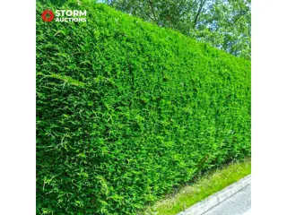 Conifeer haagplanten