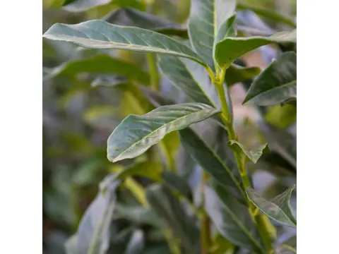 Laurier haagplant
