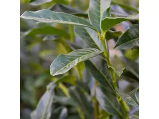 Laurier haagplant