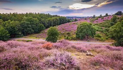 Gezin, vakantie op de Veluwe en geld nodig?