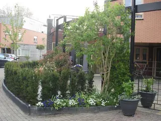 Taxus planten